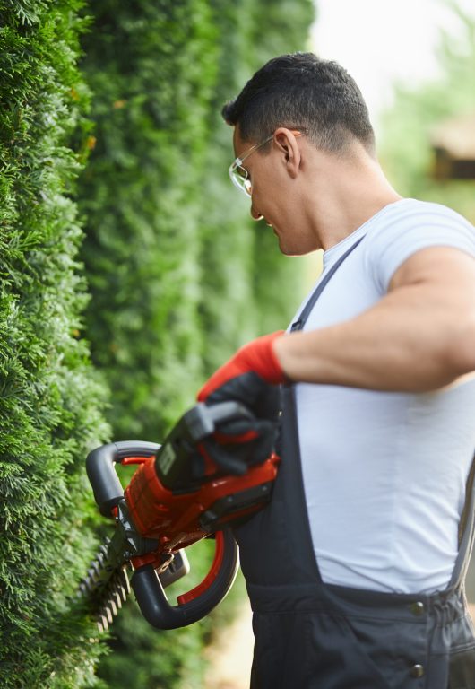 Experienced gardener in safety glasses and gloves cutting green thujas with electric trimmer. Caucasian man taking care of plants on backyard.